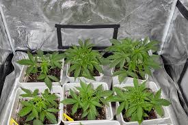 Exploring the Wonders of Fat Bastard Weed