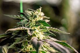 Exploring the Wonders of Fat Bastard Weed